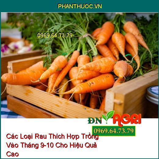 Các Loại Rau Thích Hợp Trồng Vào Tháng 9-10 Cho Hiệu Quả Cao