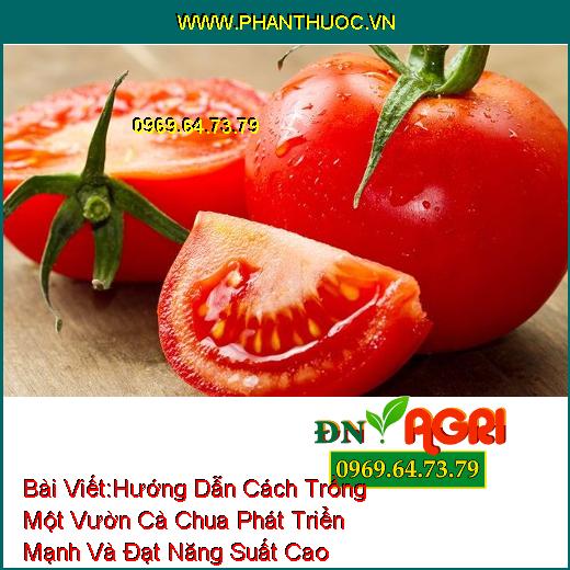 Hướng Dẫn Cách Trồng Một Vườn Cà Chua Phát Triển Mạnh Và Đạt Năng Suất Cao