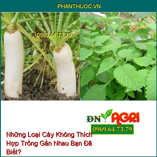 Những Loại Cây Không Thích Hợp Trồng Gần Nhau Bạn Đã Biết?