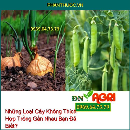 Những Loại Cây Không Thích Hợp Trồng Gần Nhau Bạn Đã Biết?