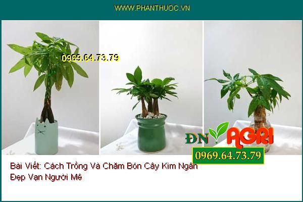 Cách Trồng Và Chăm Bón Cây Kim Ngân Đẹp Vạn Người Mê