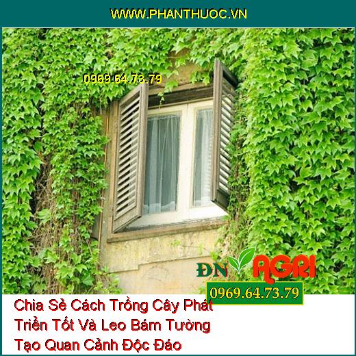 Chia Sẻ Cách Trồng Cây Phát Triển Tốt Và Leo Bám Tường Tạo Quan Cảnh Độc Đáo