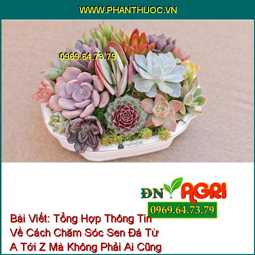 Tổng Hợp Thông Tin Về Cách Chăm Sóc Sen Đá Từ A Tới Z Mà Không Phải Ai Cũng Biết