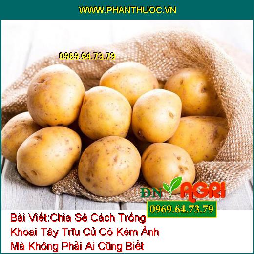 Chia Sẻ Cách Trồng Khoai Tây Trĩu Củ Có Kèm Ảnh Mà Không Phải Ai Cũng Biết