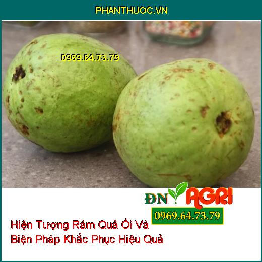 Hiện Tượng Rám Quả Ổi Và Biện Pháp Khắc Phục Hiệu Quả