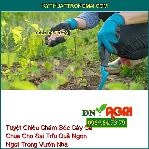 Tuyệt Chiêu Chăm Sóc Cây Cà Chua Cho Sai Trĩu Quả Ngon Ngọt Trong Vườn Nhà