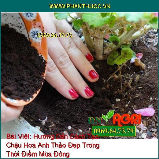 Hướng Dẫn Cách Tạo Chậu Hoa Anh Thảo Đẹp Trong Thời Điểm Mùa Đông