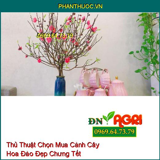 Thủ Thuật Chọn Mua Cành Cây Hoa Đào Đẹp Chưng Tết