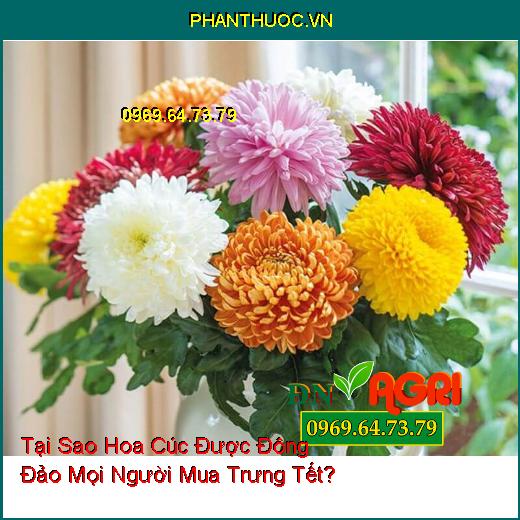 Tại Sao Hoa Cúc Được Đông Đảo Mọi Người Mua Trưng Tết?