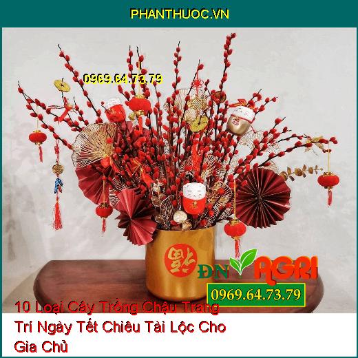 10 Loại Cây Trồng Chậu Trang Trí Ngày Tết Chiêu Tài Lộc Cho Gia Chủ