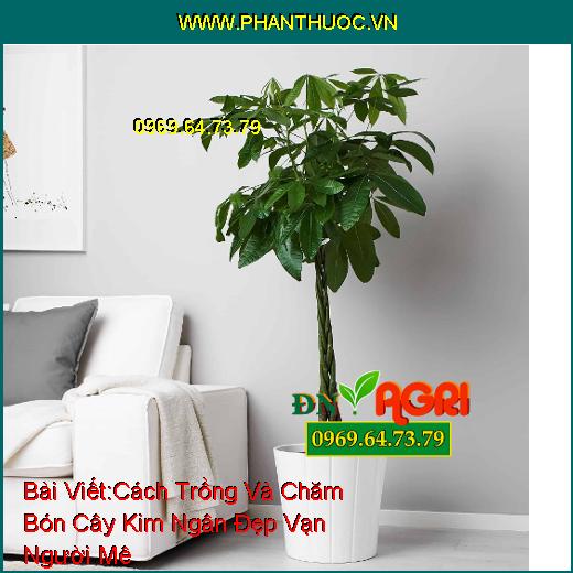 Cách Trồng Và Chăm Bón Cây Kim Ngân Đẹp Vạn Người Mê