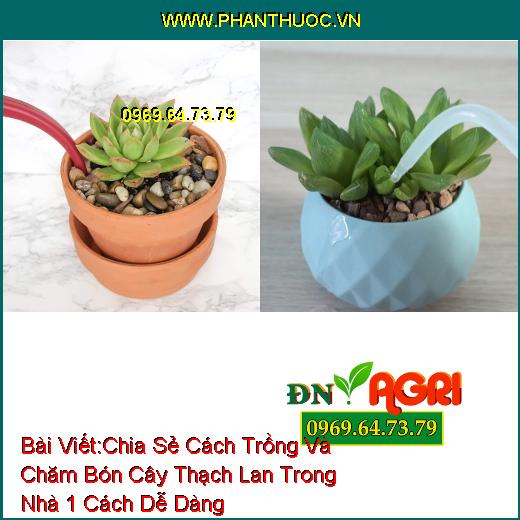 Chia Sẻ Cách Trồng Và Chăm Bón Cây Thạch Lan Trong Nhà 1 Cách Dễ Dàng