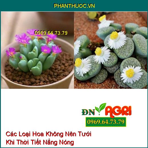 Các Loại Hoa Không Nên Tưới Khi Thời Tiết Nắng Nóng