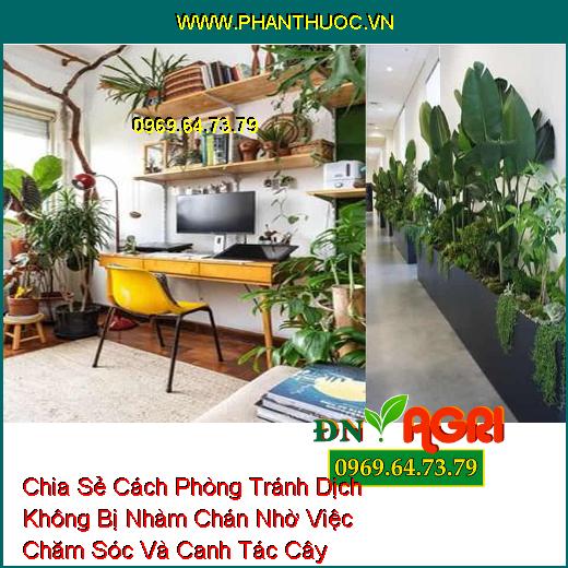 Chia Sẻ Cách Phòng Tránh Dịch Không Bị Nhàm Chán Nhờ Việc Chăm Sóc Và Canh Tác Cây Trong Nhà