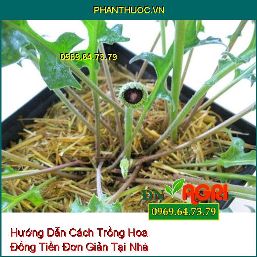 Hướng Dẫn Cách Trồng Hoa Đồng Tiền Đơn Giản Tại Nhà