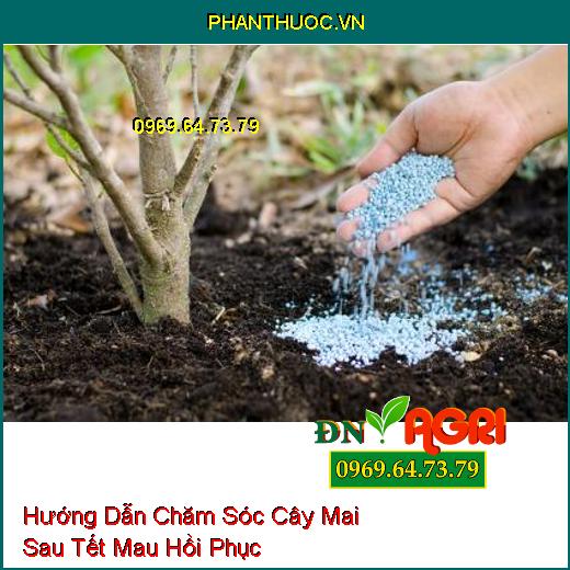 Hướng Dẫn Chăm Sóc Cây Mai Sau Tết Mau Hồi Phục Cho Nhiều Hoa Năm Sau