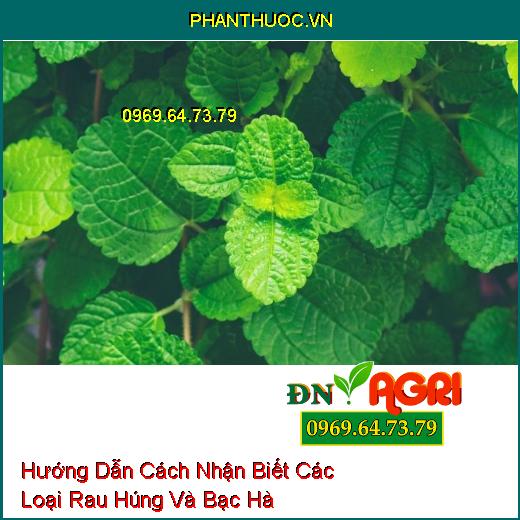 Hướng Dẫn Cách Nhận Biết Các Loại Rau Húng Và Bạc Hà