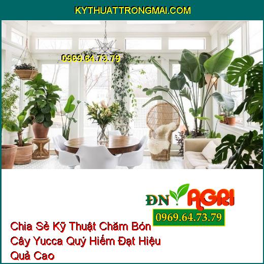 Chia Sẻ Kỹ Thuật Chăm Bón Cây Yucca Quý Hiếm Đạt Hiệu Quả Cao