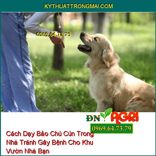 Cách Dạy Bảo Chú Cún Trong Nhà Tránh Gây Bệnh Cho Khu Vườn Nhà Bạn