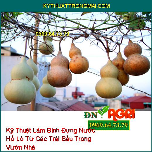 Kỹ Thuật Làm Bình Đựng Nước Hồ Lô Từ Các Trái Bầu Trong Vườn Nhà