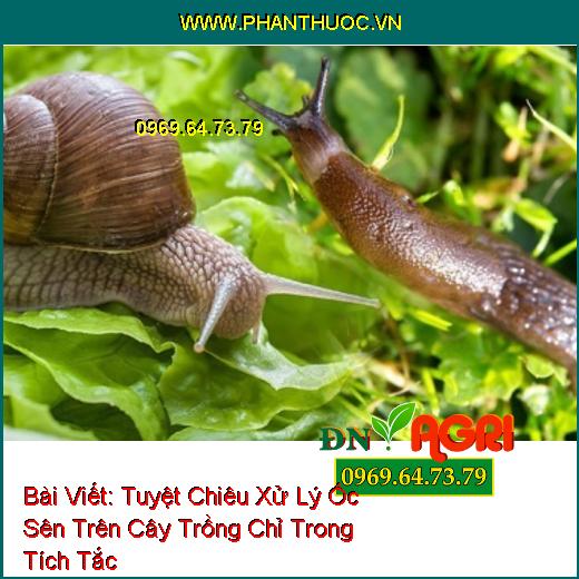 Tuyệt Chiêu Xử Lý Ốc Sên Trên Cây Trồng Chỉ Trong Tích Tắc