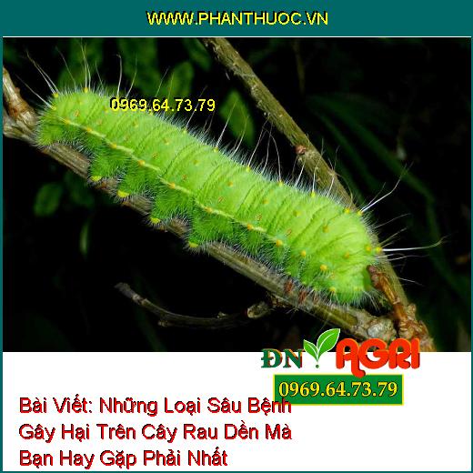 Những Loại Sâu Bệnh Gây Hại Trên Cây Rau Dền Mà Bạn Hay Gặp Phải Nhất