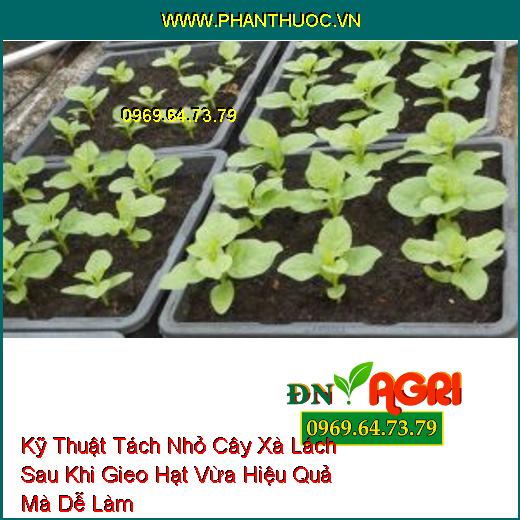 Kỹ Thuật Tách Nhỏ Cây Xà Lách Sau Khi Gieo Hạt Vừa Hiệu Quả Mà Dễ Làm