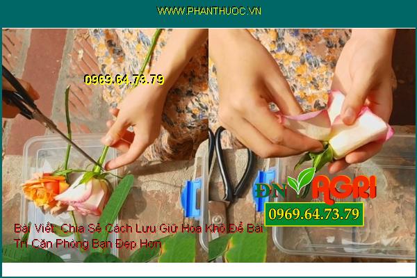 Chia Sẻ Cách Lưu Giữ Hoa Khô Để Bài Trí Căn Phòng Bạn Đẹp Hơn