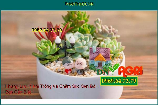 Những Lưu Ý Khi Trồng Và Chăm Sóc Sen Đá Bạn Cần Biết