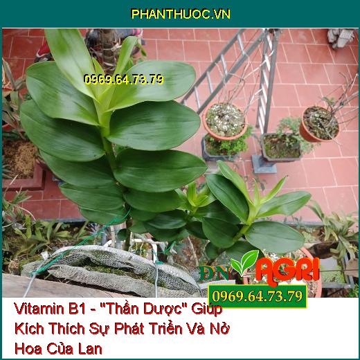 Vitamin B1 - "Thần Dược" Giúp Kích Thích Sự Phát Triển Và Nở Hoa Của Lan