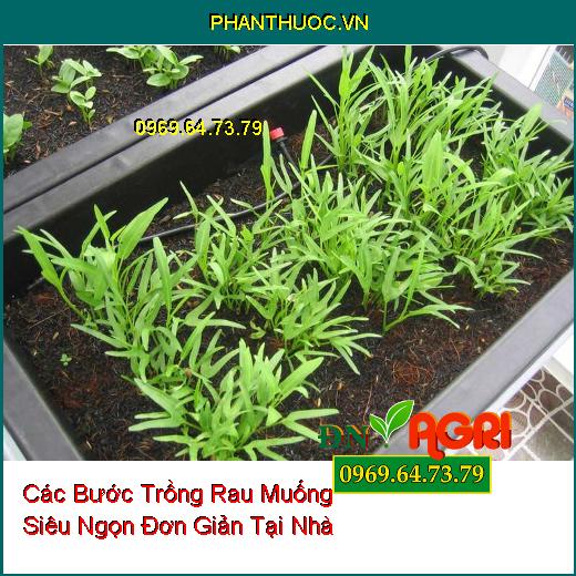 Các Bước Trồng Rau Muống Siêu Ngọn Đơn Giản Tại Nhà  