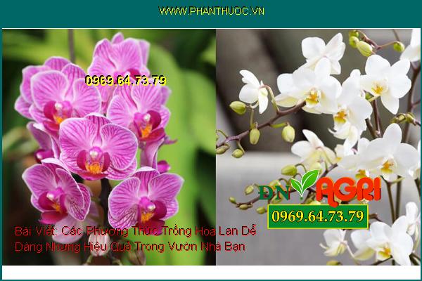 ắt tỉa thân cây lan