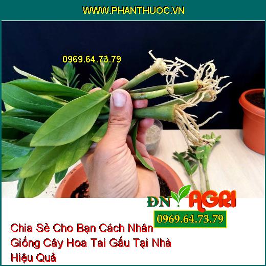 Chia Sẻ Cho Bạn Cách Nhân Giống Cây Hoa Tai Gấu Tại Nhà Hiệu Quả