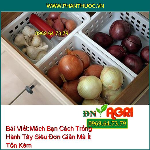 Mách Bạn Cách Trồng Hành Tây Siêu Đơn Giản Mà Ít Tốn Kém