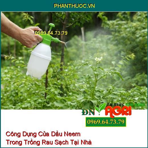 Công Dụng Của Dầu Neem Trong Trồng Rau Sạch Tại Nhà