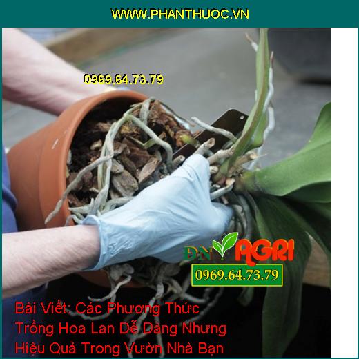 ắt tỉa thân cây lan