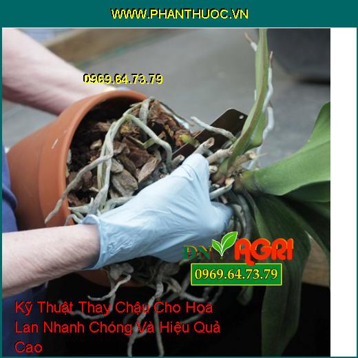 Kỹ Thuật Thay Chậu Cho Hoa Lan Nhanh Chóng Và Hiệu Quả Cao