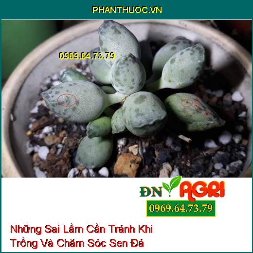 Những Sai Lầm Cần Tránh Khi Trồng Và Chăm Sóc Sen Đá