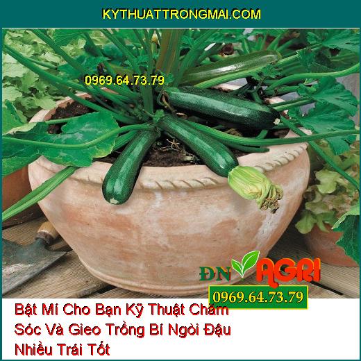 Bật Mí Cho Bạn Kỹ Thuật Chăm Sóc Và Gieo Trồng Bí Ngòi Đậu Nhiều Trái Tốt