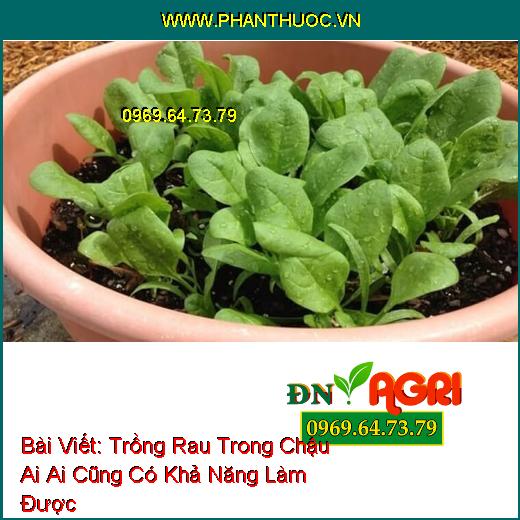 Trồng Rau Trong Chậu Ai Ai Cũng Có Khả Năng Làm Được 