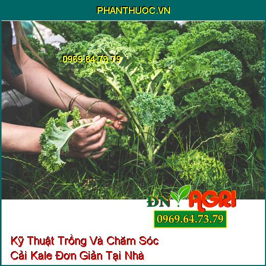 Kỹ Thuật Trồng Và Chăm Sóc Cải Kale Đơn Giản Tại Nhà