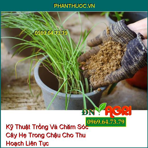 Kỹ Thuật Trồng Và Chăm Sóc Cây Hẹ Trong Chậu Cho Thu Hoạch Liên Tục