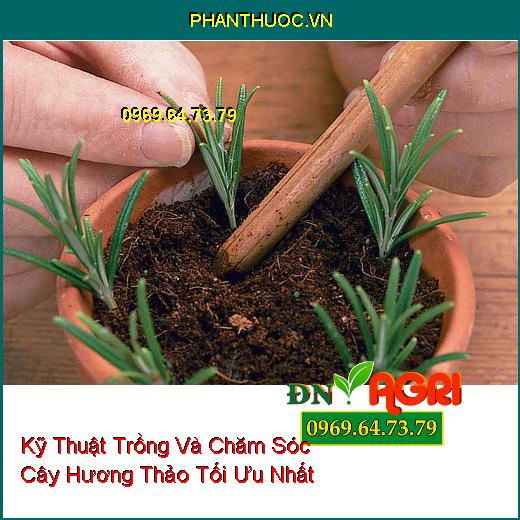 Kỹ Thuật Trồng Và Chăm Sóc Cây Hương Thảo Tối Ưu Nhất