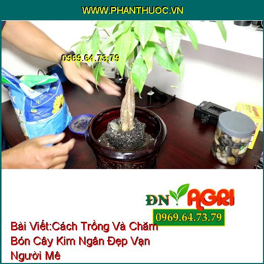 Cách Trồng Và Chăm Bón Cây Kim Ngân Đẹp Vạn Người Mê