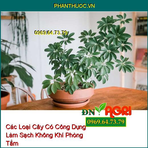 Các Loại Cây Có Công Dụng Làm Sạch Không Khí Phòng Tắm 