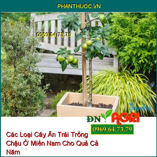 Các Loại Cây Ăn Trái Trồng Chậu Ở Miền Nam Cho Quả Cả Năm