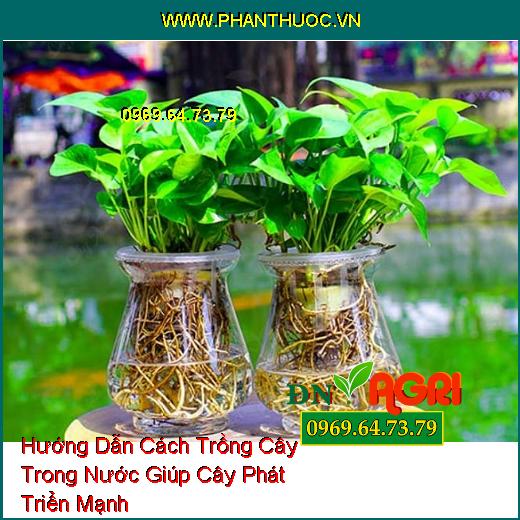 Hướng Dẫn Cách Trồng Cây Trong Nước Giúp Cây Phát Triển Mạnh