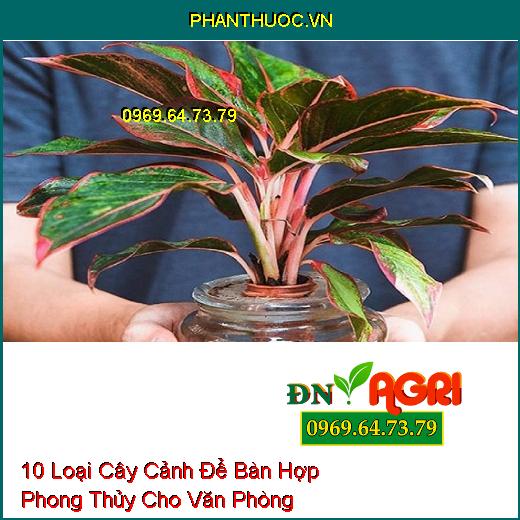 10 Loại Cây Cảnh Để Bàn Hợp Phong Thủy Cho Văn Phòng