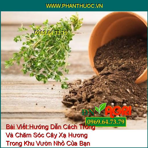 Hướng Dẫn Cách Trồng Và Chăm Sóc Cây Xạ Hương Trong Khu Vườn Nhỏ Của Bạn