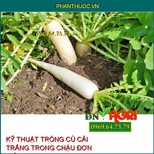 KỸ THUẬT TRỒNG CỦ CẢI TRẮNG TRONG CHẬU ĐƠN GIẢN